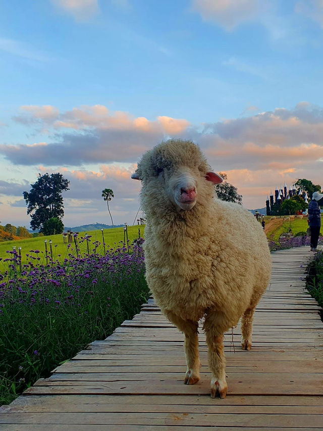 🐑 ม่อนแกะ เขาค้อ 🐏🐑🐑