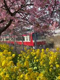 【神奈川×三浦海岸】桜、菜の花、電車のshot！お得きっぷを使って・・一足早く春旅へ・・