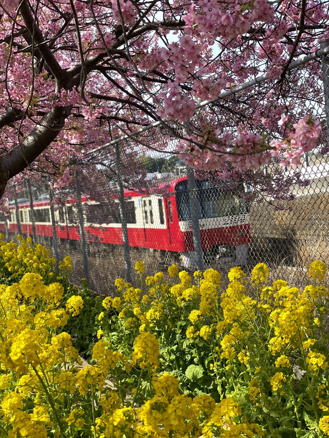 【神奈川×三浦海岸】桜、菜の花、電車のshot！お得きっぷを使って・・一足早く春旅へ・・