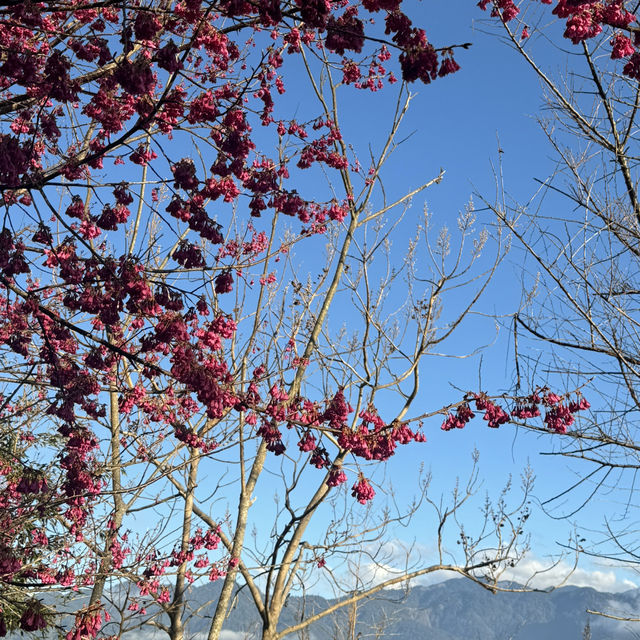 去露營吧！新竹五峰竹鷹露營區🏕️隨時變換景色的高海拔營區推薦！