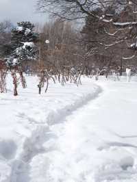 北海道札幌｜冬日散步聖地—中島公園 ❄️🏞️