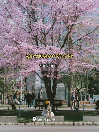 Sapporo cherry blossom viewing spots