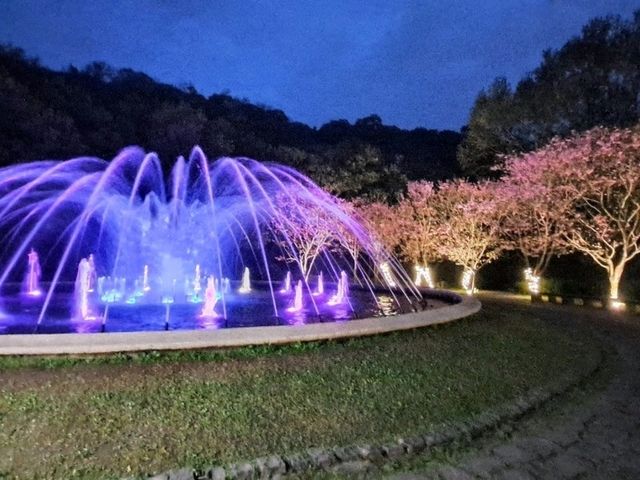 陽明山花季，浪漫登場