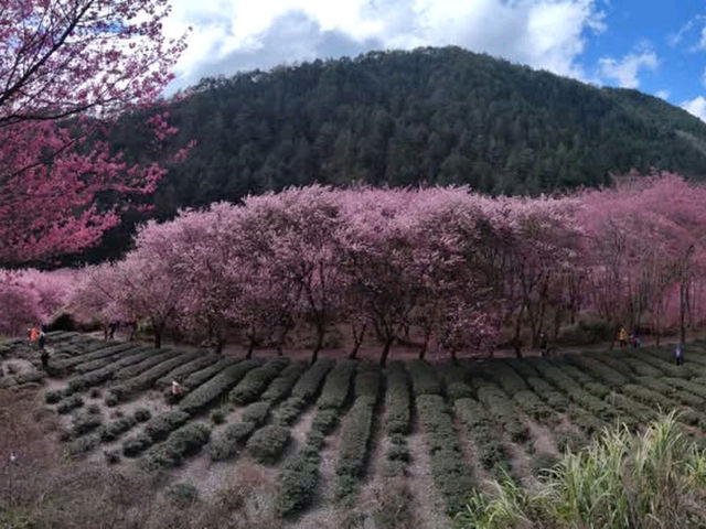 台灣最美的武陵農場櫻花季