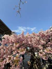 【神奈川】早咲き桜スポット