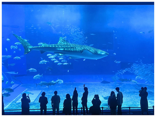 【沖縄/】超巨大ジンベイザメに会える‼︎＊沖縄美ら海水族館＊