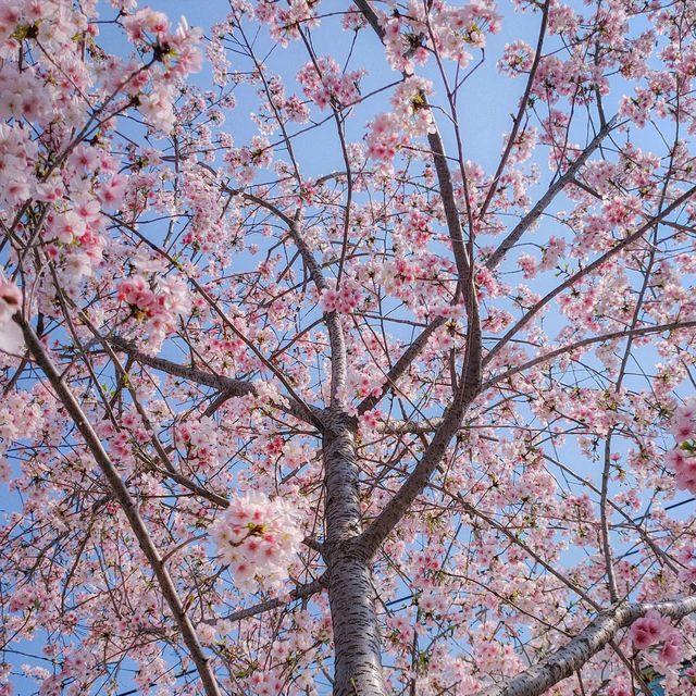 復興公園：在“櫻花盛開的日子裡，心情也跟著綻放” 🌸😊