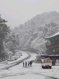 救仁寺📺 冬天去不怕賞不到雪 太多雪了