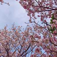 台北櫻花🌸陽明山下櫻花舞🩷花鐘閃耀映晴初🌸