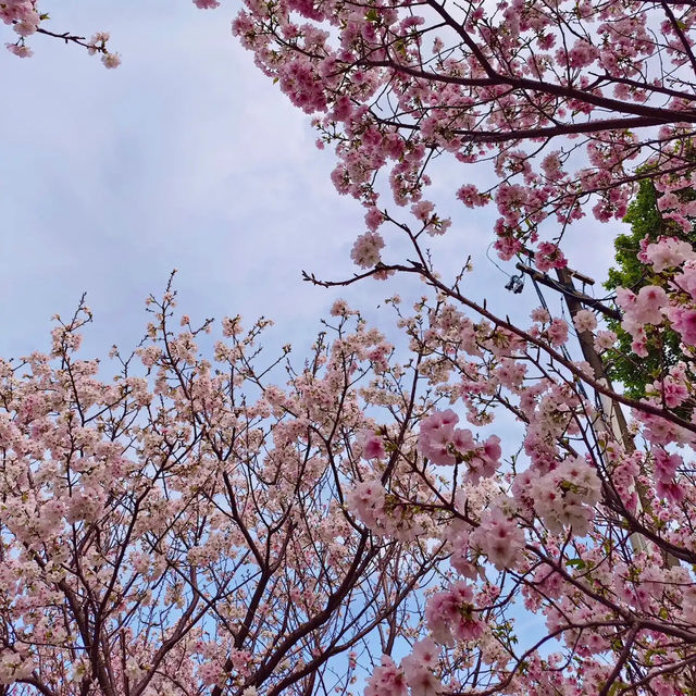 台北櫻花🌸陽明山下櫻花舞🩷花鐘閃耀映晴初🌸