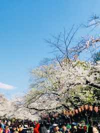 ซากุระบานสะพรั่งที่สวนอุเอโนะ งดงามจนต้องหยุดมอง