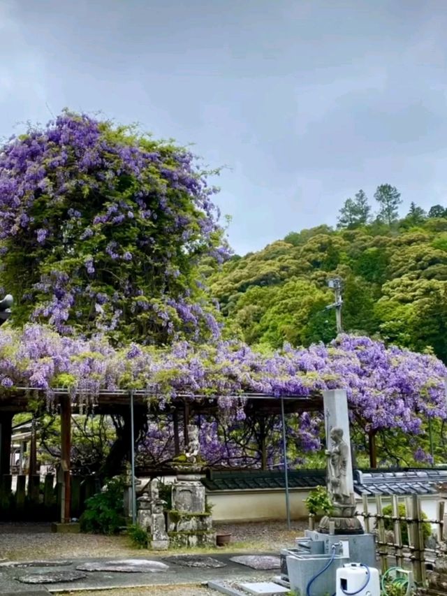 天に昇っているような藤