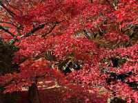 Tofuku-ji อีกวัดดูใบไม้แดงที่ไม่ควรพลาดที่ kyoto