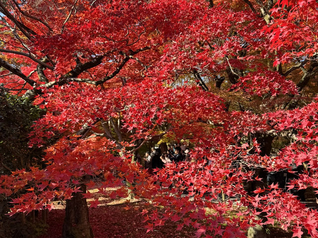 Tofuku-ji อีกวัดดูใบไม้แดงที่ไม่ควรพลาดที่ kyoto