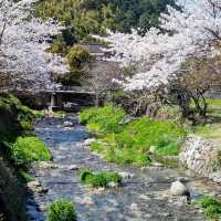 🌸 **福岡秋月（Akizuki）櫻花觀賞遊覽分享** 🌸
