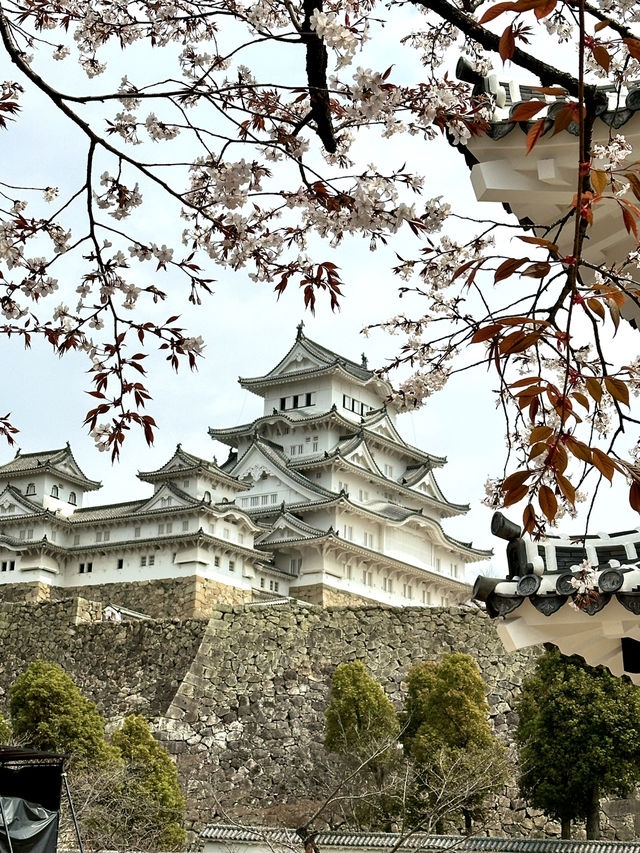 【兵庫×春旅】  日本三名城  白く美しい外観 「姫路城」