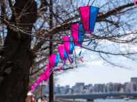 Chasing Sakura at Sumida River Park