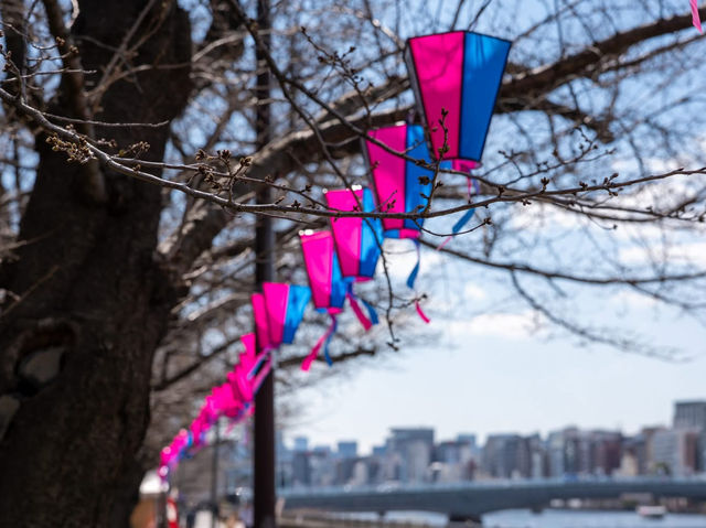 Chasing Sakura at Sumida River Park