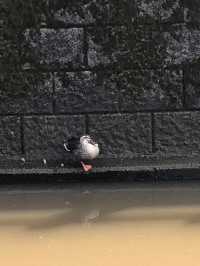 小江戸を偲ばせる佐原の町並み　水郷さわら