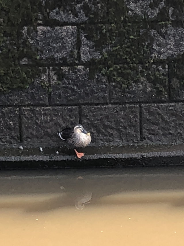 小江戸を偲ばせる佐原の町並み　水郷さわら