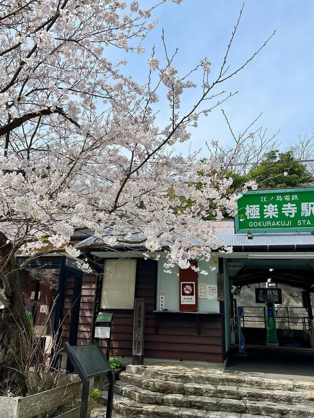 Gokurakuji & Cherry Blossoms: A Hidden Gem in Kamakura