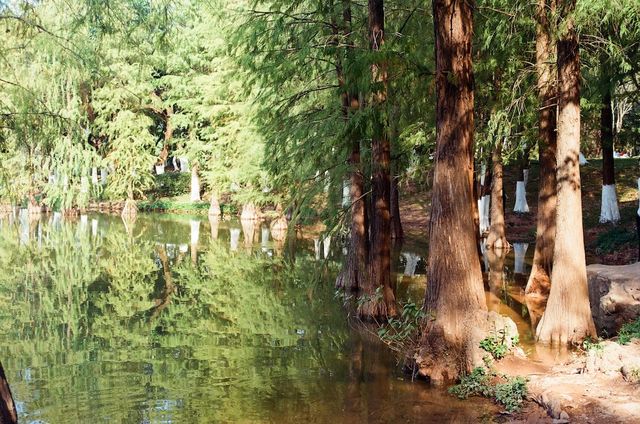 Easy Stroll at the Dafushan Forest Park of Panyu