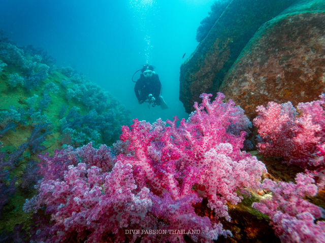 สำรวจ Dive site เกาะพระทอง