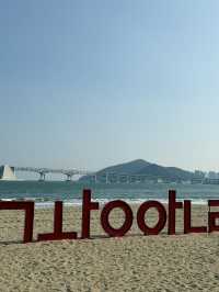 광안리의 봄, 바다와 벚꽃이 어우러진 낭만 가득한 시간 🌸🌊