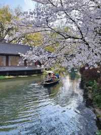 Hangzhou in Bloom: My Favorite Cherry Blossom Spots 🌸