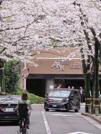 🌸 Full Bloom of Cherry Blossoms in Roppongi, Tokyo!