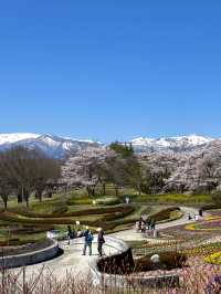 【宮城×春旅】 桜、チューリップ、雪山、青空のの絶景スポット