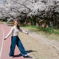 ดอกซากุระบานที่ Maizuru Park 🌸🗻🇯🇵