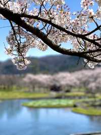 【宮城×春旅】水に映り込む桜の絶景 🥰 