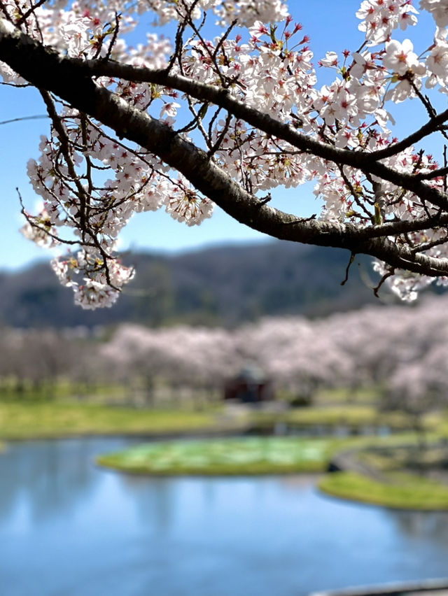 【宮城×春旅】水に映り込む桜の絶景 🥰 