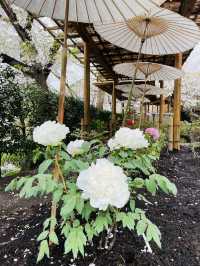【神奈川県/鎌倉　豪華爛漫✨春ぼたんと桜が楽しめる美しい庭園】