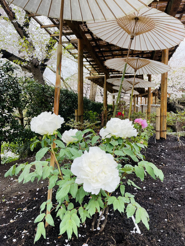 【神奈川県/鎌倉　豪華爛漫✨春ぼたんと桜が楽しめる美しい庭園】