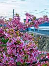 🌸淀の河津樱🌸吹雪黄昏美景