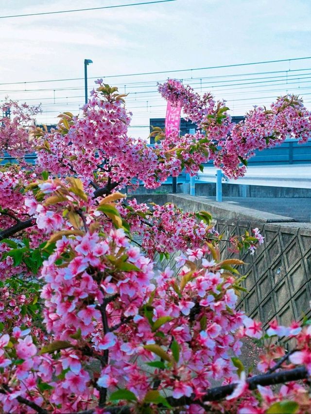🌸淀の河津樱🌸吹雪黄昏美景