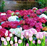 Miracle of Natural 