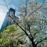 中島公園•櫻花下的城市綠洲