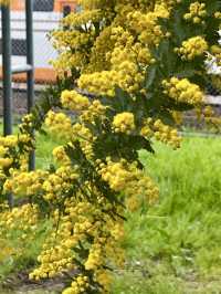 Mimosa Blooms at Takeda Park🌼