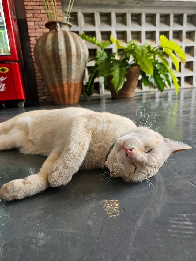 Flourist matchahouse Cafe | ปทุมธานี