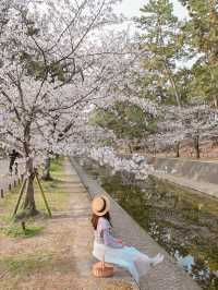 朝日に染まる桜🌸💓