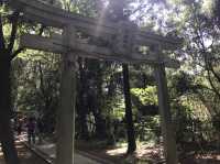 まるでジブリの世界…！透明すぎる湧き水と癒しの森さんぽ「柿田川湧水群」🫛💖