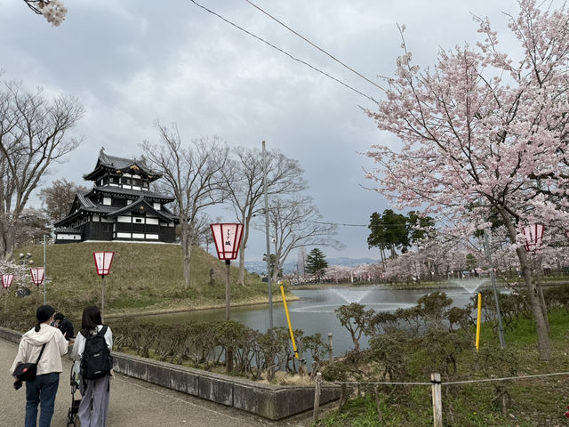 在高田城址公園賞櫻