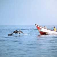 Socotra Island
