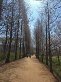 “Incheon in Bloom: Cherry Blossom Dreams at Grand Park”