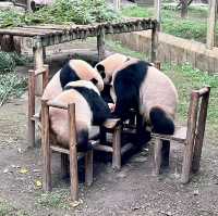 CHONGQING | PANDA ZOO
