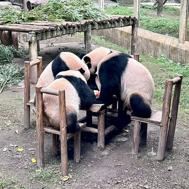 CHONGQING | PANDA ZOO