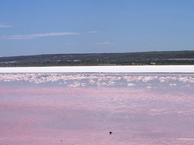 ピンクの湖　ハットラグーン　西オーストラリア🇦🇺